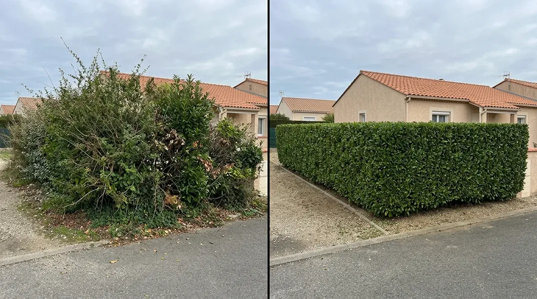 Résultat élagage à Agde — Elagage Agde